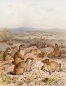 Murmeltier an ihren Bauen von August Specht